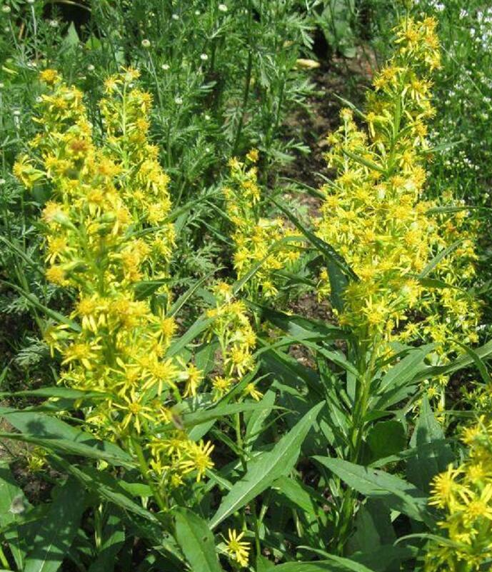 Zlatobýl obecný alpský - Solidago alpestris