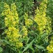 Zlatobýl obecný alpský - Solidago alpestris