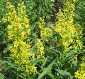 Zlatobýl obecný alpský - Solidago alpestris