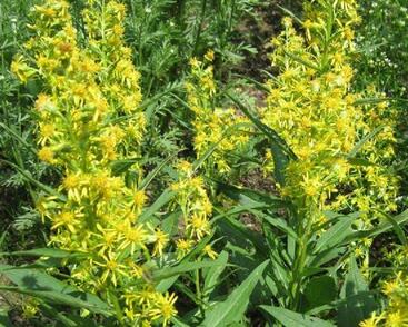 Zlatobýl obecný alpský