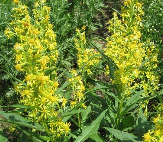 Zlatobýl obecný alpský - Solidago alpestris