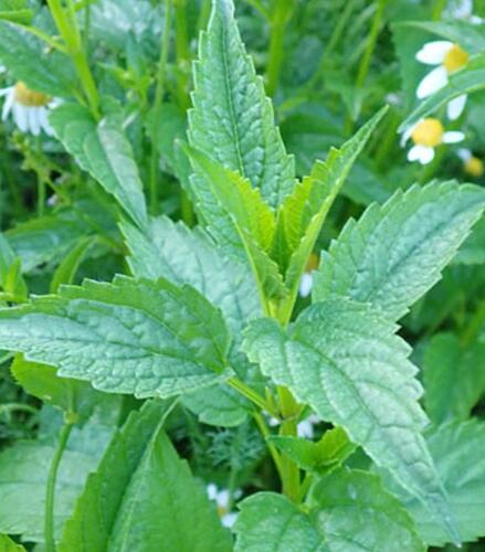 Šišák stranokvětý - Scutellaria lateriflora