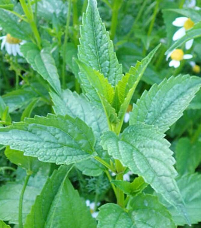 Šišák stranokvětý - Scutellaria lateriflora