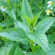 Šišák stranokvětý - Scutellaria lateriflora