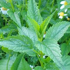 Šišák stranokvětý - Scutellaria lateriflora