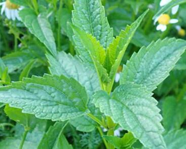 Šišák stranokvětý