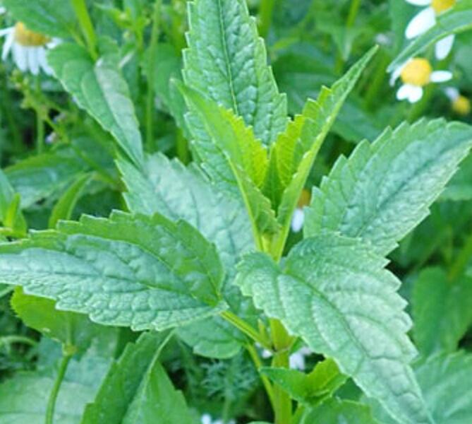 Šišák stranokvětý - Scutellaria lateriflora