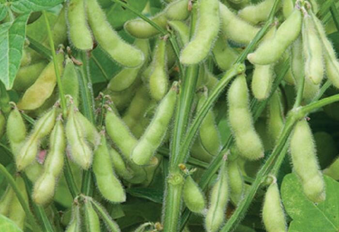 Sója luštinatá, sójové boby 'Dame Hanae' - Glycine max 'Dame Hanae'