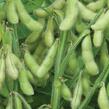 Sója luštinatá, sójové boby 'Dame Hanae' - Glycine max 'Dame Hanae'