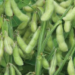 Sója luštinatá, sójové boby 'Dame Hanae' - Glycine max 'Dame Hanae'