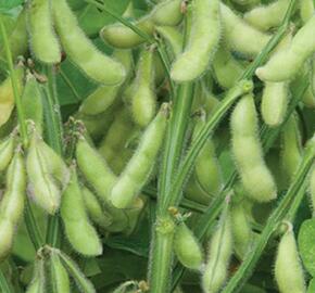 Sója luštinatá, sójové boby 'Dame Hanae' - Glycine max 'Dame Hanae'