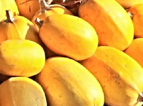 Tykev špagetová 'Spaghetti Pyza' - Cucurbita pepo 'Spaghetti Pyza'