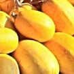 Tykev špagetová 'Spaghetti Pyza' - Cucurbita pepo 'Spaghetti Pyza'