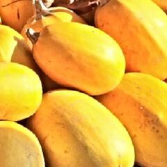 Tykev špagetová 'Spaghetti Pyza' - Cucurbita pepo 'Spaghetti Pyza'