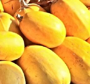 Tykev špagetová 'Spaghetti Pyza' - Cucurbita pepo 'Spaghetti Pyza'