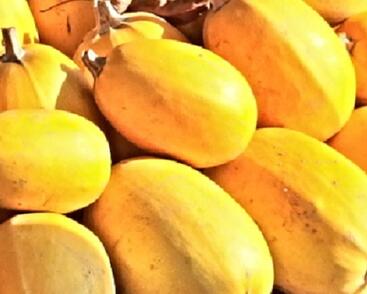 Tykev špagetová 'Spaghetti Pyza'