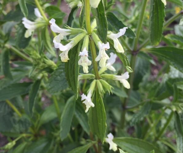 Čistec roční - Stachys annua