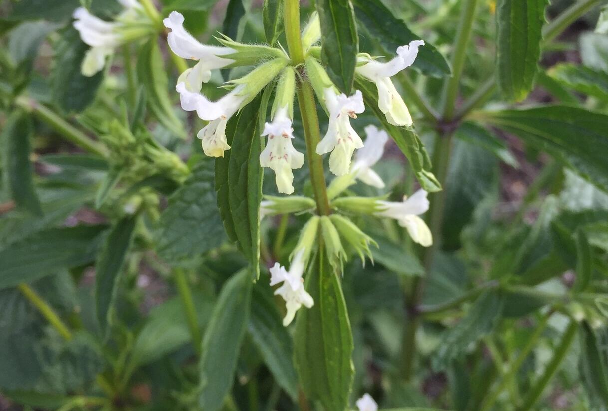 Čistec roční - Stachys annua