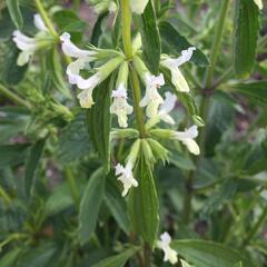 Čistec roční - Stachys annua