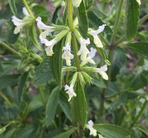 Čistec roční - Stachys annua