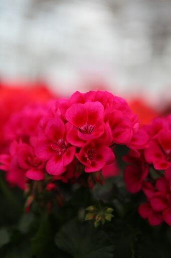 Muškát, pelargonie páskatá 'TexMex Merlot Sizzle' - Pelargonium zonale 'TexMex Merlot Sizzle'
