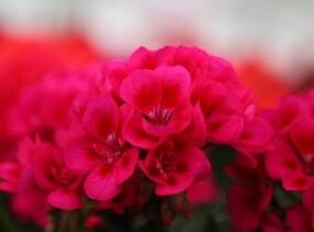 Muškát, pelargonie páskatá 'TexMex Merlot Sizzle' - Pelargonium zonale 'TexMex Merlot Sizzle'