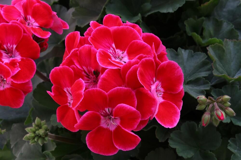 Muškát, pelargonie páskatá 'TexMex Ruby' - Pelargonium zonale 'TexMex Ruby'