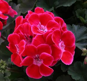 Muškát, pelargonie páskatá 'TexMex Ruby' - Pelargonium zonale 'TexMex Ruby'