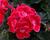 Muškát, pelargonie páskatá 'TexMex Ruby'