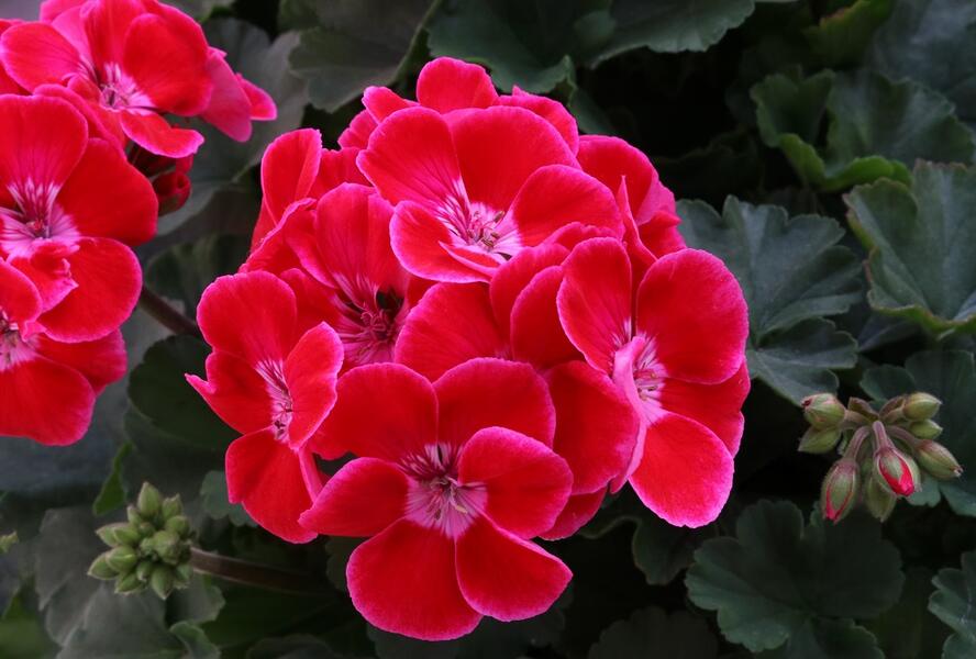 Muškát, pelargonie páskatá 'TexMex Ruby' - Pelargonium zonale 'TexMex Ruby'