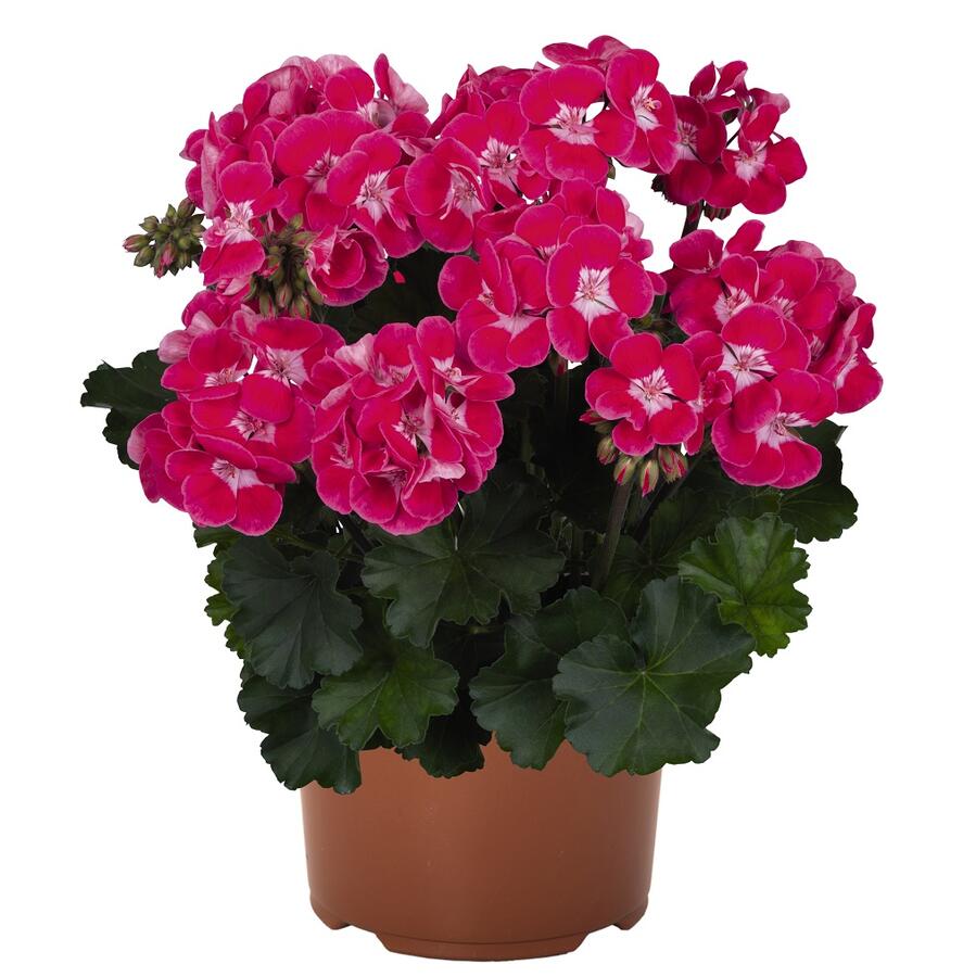 Muškát, pelargonie páskatá 'TexMex Fire 2022' - Pelargonium zonale 'TexMex Fire 2022'