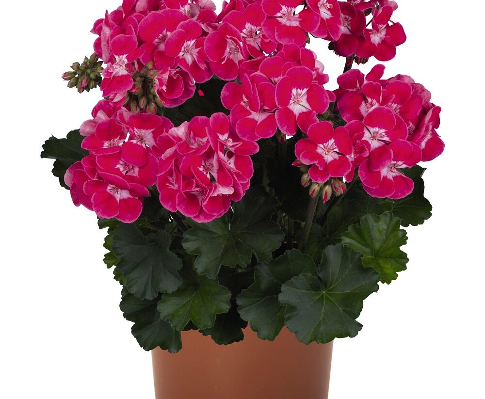 Muškát, pelargonie páskatá 'TexMex Fire 2022' - Pelargonium zonale 'TexMex Fire 2022'