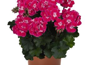 Muškát, pelargonie páskatá 'TexMex Fire 2022' - Pelargonium zonale 'TexMex Fire 2022'