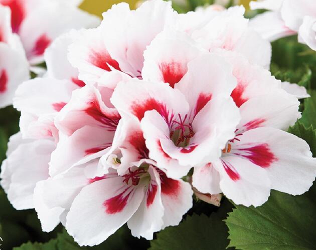 Muškát, pelargonie velkokvětá 'Elegance Francis' - Pelargonium grandiflorum 'Elegance Francis'