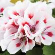 Muškát, pelargonie velkokvětá 'Elegance Francis' - Pelargonium grandiflorum 'Elegance Francis'