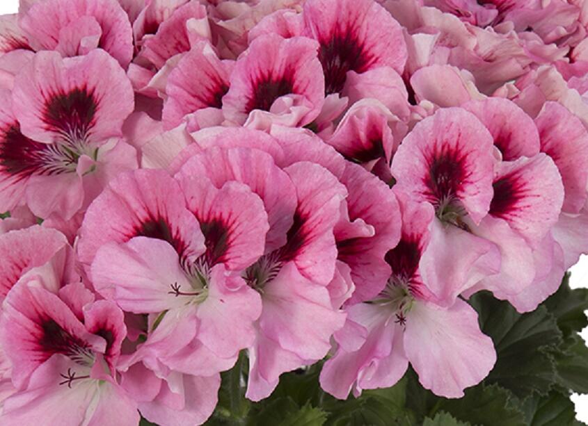 Muškát, pelargonie velkokvětá 'Elegance David' - Pelargonium grandiflorum 'Elegance David'