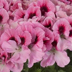 Muškát, pelargonie velkokvětá 'Elegance David' - Pelargonium grandiflorum 'Elegance David'