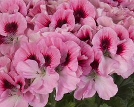 Muškát, pelargonie velkokvětá 'Elegance David'