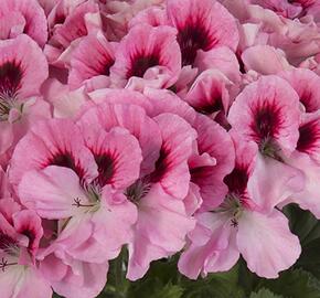 Muškát, pelargonie velkokvětá 'Elegance David' - Pelargonium grandiflorum 'Elegance David'