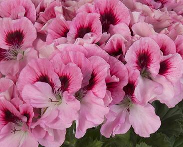 Muškát, pelargonie velkokvětá 'Elegance David'