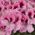 muskat-pelargonie-velkokveta-elegance-david.jpg