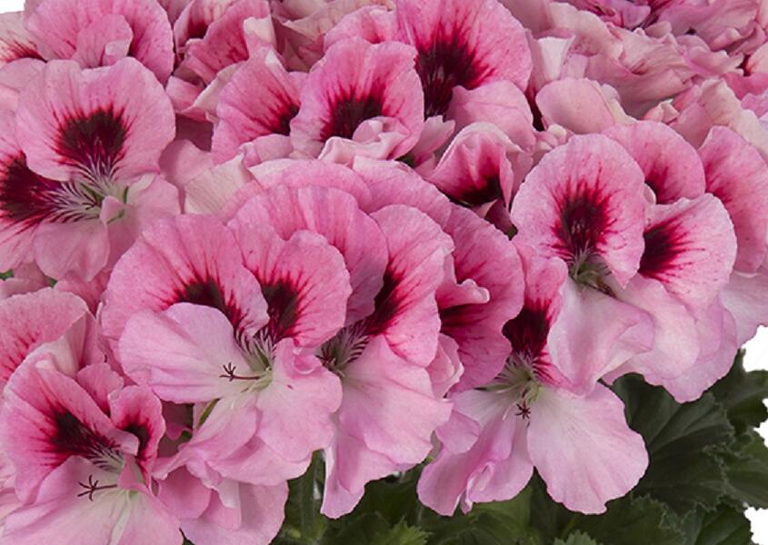 Muškát, pelargonie velkokvětá 'Elegance David' - Pelargonium grandiflorum 'Elegance David'