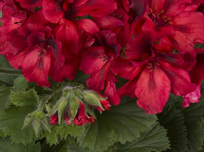 Muškát, pelargonie velkokvětá 'Elegance Franny' - Pelargonium grandiflorum 'Elegance Franny'