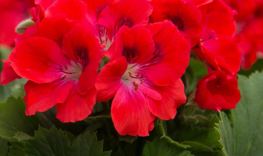 Muškát, pelargonie velkokvětá 'Elegance Rosanna' - Pelargonium grandiflorum 'Elegance Rosanna'