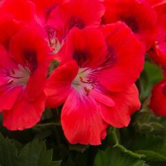 Muškát, pelargonie velkokvětá 'Elegance Rosanna' - Pelargonium grandiflorum 'Elegance Rosanna'