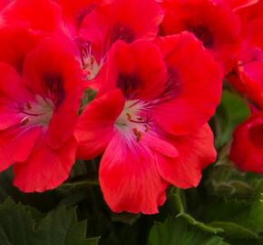 Muškát, pelargonie velkokvětá 'Elegance Rosanna' - Pelargonium grandiflorum 'Elegance Rosanna'