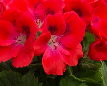 Muškát, pelargonie velkokvětá 'Elegance Rosanna'