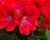 Muškát, pelargonie velkokvětá 'Elegance Rosanna'