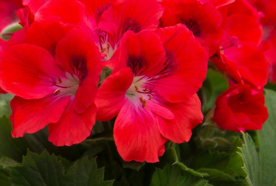 Muškát, pelargonie velkokvětá 'Elegance Rosanna' - Pelargonium grandiflorum 'Elegance Rosanna'
