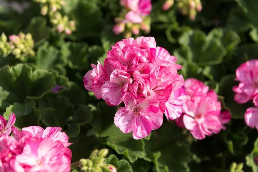 Muškát, pelargonie páskatá 'Batik Blue' - Pelargonium zonale 'Batik Blue'